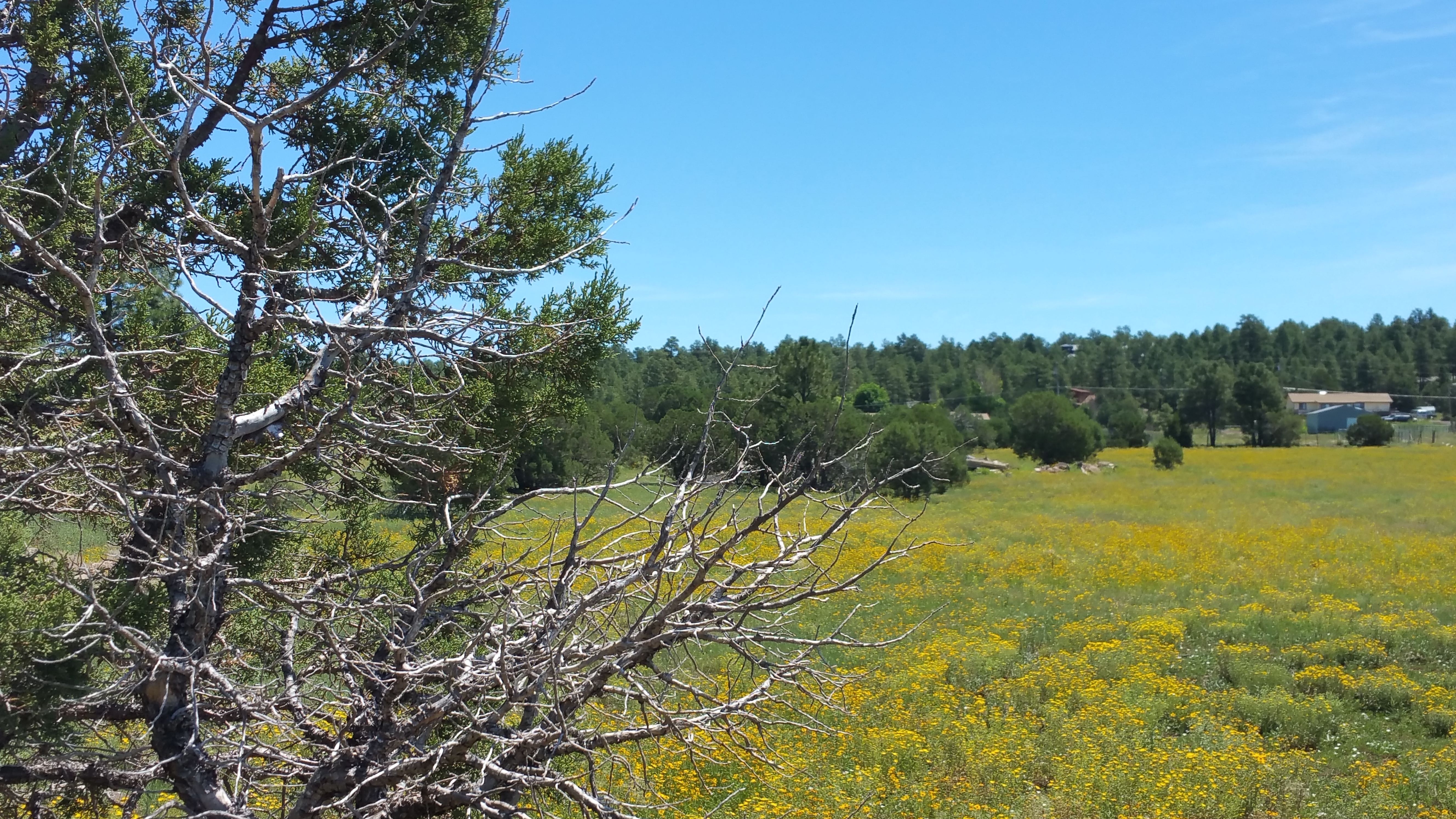 Luxtiny - Tiny Home Community Pinetop-Lakeside, Arizona.